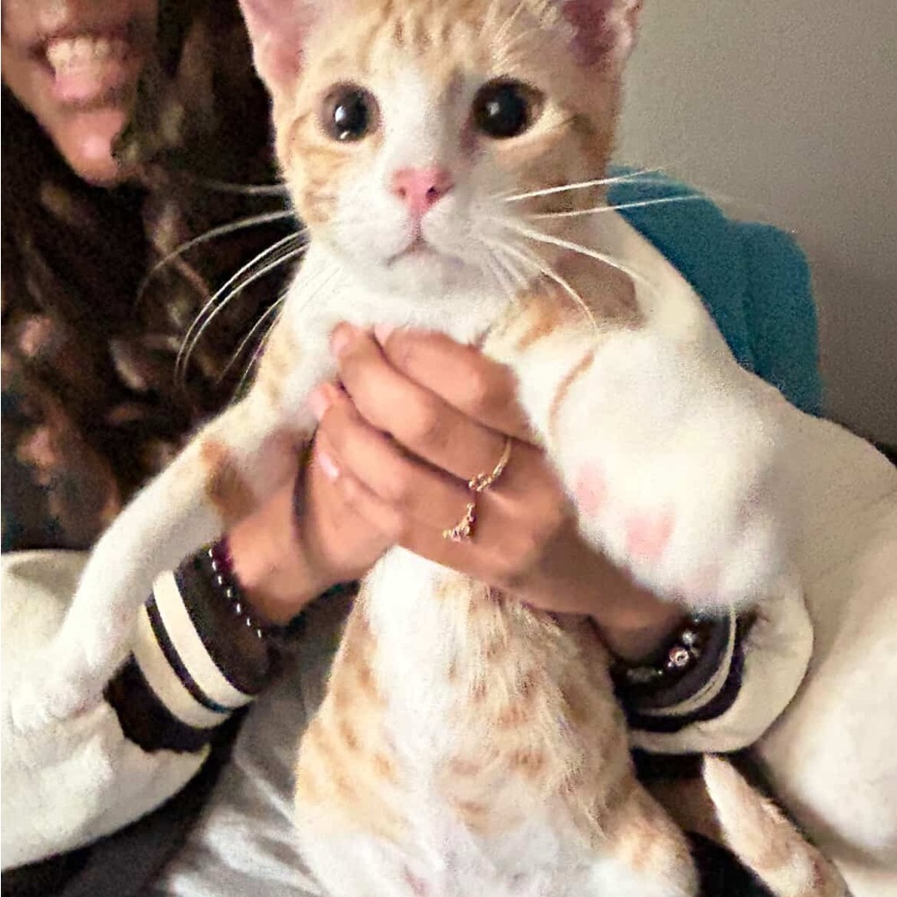 Meet your Posher, Ken